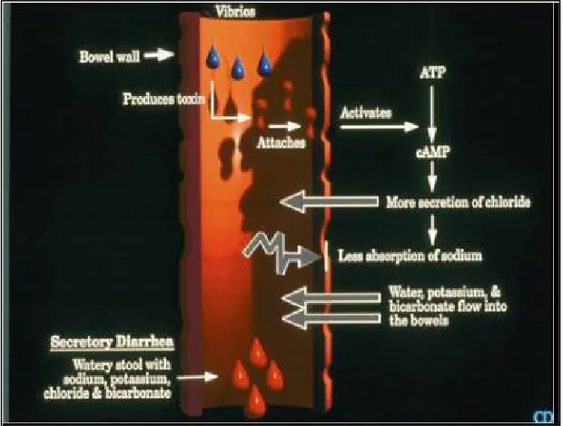 Fig. 1. Pathogenesis of  V. cholerae in the bowels; Source: [48] 