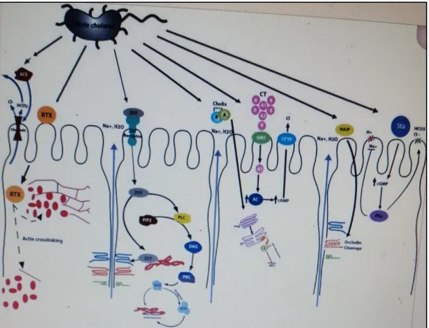 Fig. 2. Mechanism of action of V. cholerae toxins; Source: Dalian et al. [46] 