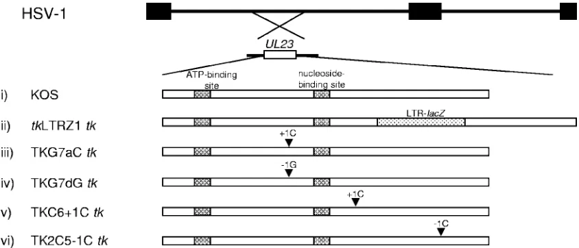FIG. 1. Structure of the tk(LTR-arrowheads indicate the approximate position of the mutation in(iv) TKG7dG (C chord); (vi) TK2C5UL23 genes of viruses used in this study