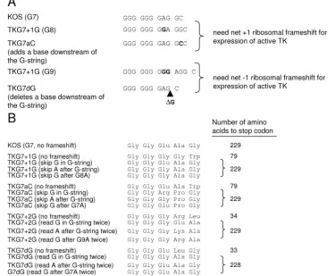 FIG. 2. Sequences of viruses with mutations immediately downstream of the G string. (A) The ﬁrst line shows the sequence of the G string inthe wild-type virus