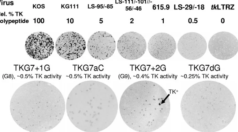 TABLE 1. Replication and reactivation of viruses with TKL phenotypes