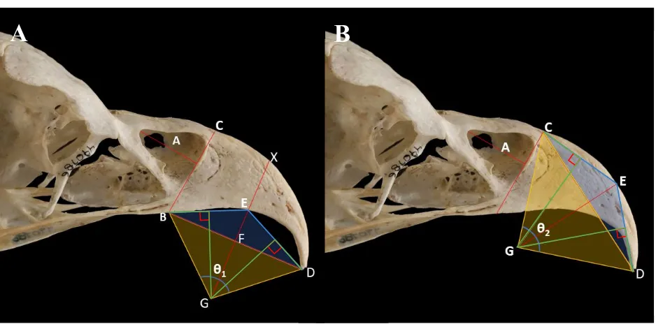Figure 4. Homologous regions of the beak. Beak transects in Fregata minor (FMNH 339429)
