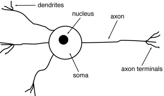 Figure 3-2:  The Components of a Biological Neuron 