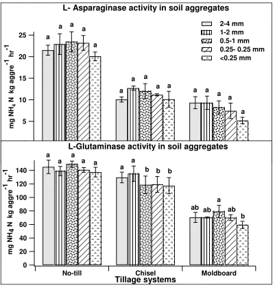 Figure 2. Activities of enzymes involved in ammonification phase of N mineralization process in soil aggregates of three different tillage systems