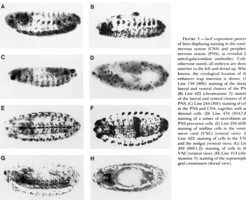 FIGURE 3.-lacZ lines displaying staining in the  central 
