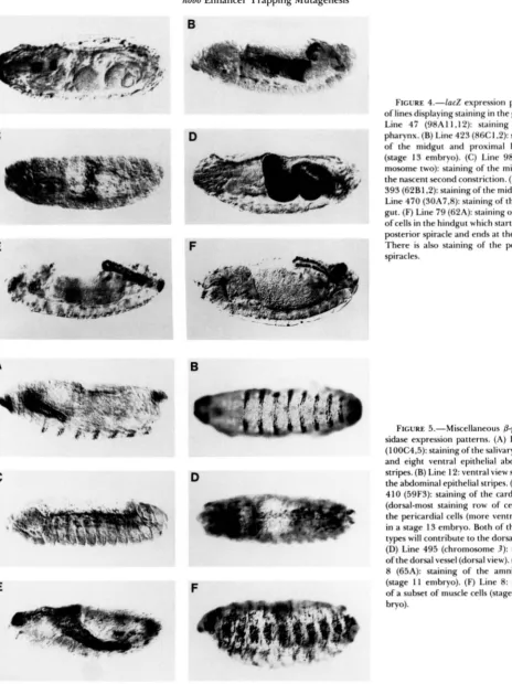 FIGURE 4.-lacZ of lines displaying staining in the  gut. 