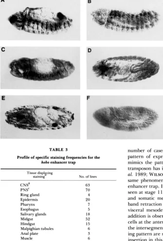 TABLE hobo pattern of expression of the  enhancer  trap  specific staining frequencies 3 number of cases where it has been shown that for the enhancer  trap mimics the  pattern of the gene  next to which the 
