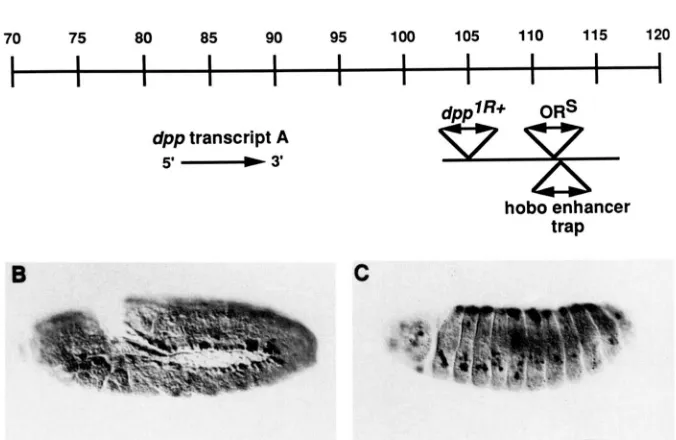 FIGURE structure the hancer trap inserted in the disk region of scription of the gene can  be found of two  previously mapped independent insertions into  the the position the gene  (kb) and  the extent of a major transcript are shown