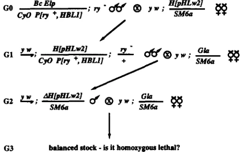 FIGURE 1 I.-Genetic crosses employed recombination distances between the to obtain the meiotic hobo insertions and the reces- sive lethal phenotypes