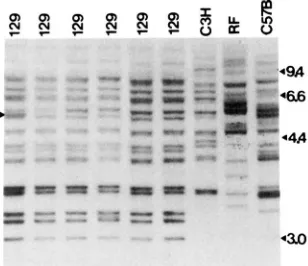 FIGURE 3.-Autoradiograph fragments corresponding to provirus vector inserts 