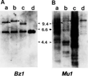 FIGURE 1 A328. EglII type sibling of digested tive hybridized with the the altered Lane a, .-DNA blot analysis of bzl mutants bzl-A326 and bzl- (A) Southern blot of leaf DNA samples (-3 gg) digested with and hybridized with the bzl probe P1, indicated in F