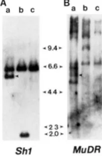 FIGURE 2.-Restriction map approximate location of the insertions in the double digestions Kpnl: position restriction enzyme sites are abbreviated as  follows: in mapping the insertion sites, are indicated with the  intron shown (RALSTON, 1986)