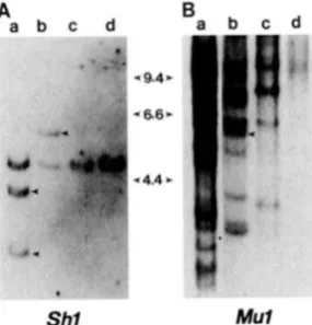 FIGURE  5.-DNA blot analysis f hybridized with the Southern blot of leaf DNA samples of the shl mutant shI-A95