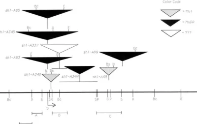 FIGURE 7.-Restriction enzyme sites are abbreviated as determined by single and double  digestions