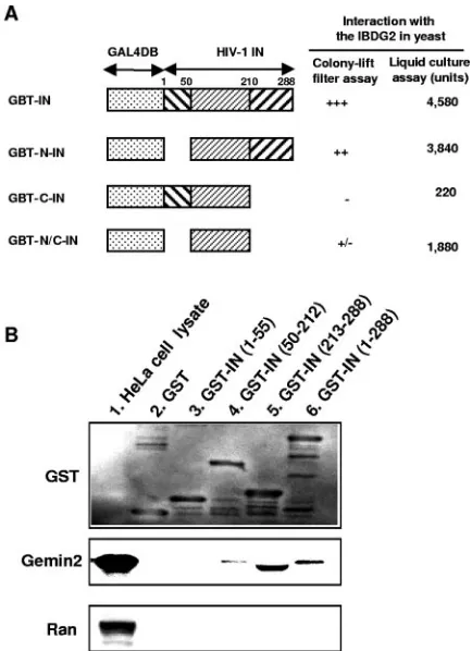 FIG. 1. Interaction of IN with Gemin2. (A) Yeast AH109 or HF7ccells were cotransformed with the pGAD-IBDG2 vector carrying the