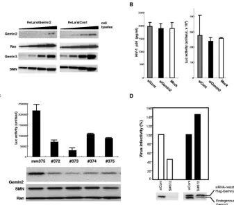 FIG. 3. Involvement of cellular Gemin2 in HIV-1 replication. (A) Total HeLa cell lysates prepared 48 h after transfection of siGemin2(HeLa/siGemin2) or control siGFP (HeLa/siCont) were serially diluted twofold followed by Western blot analysis with antibodies against Gemin2,