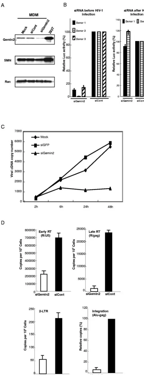 FIG. 4. Effect of siGemin2 on HIV-1 infection and cDNA synthesisin primary MDMs. (A) MDMs were transfected with siGemin2 or