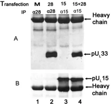 FIG. 4. Immunoblots of CV33 cells (CV1 cells expressing pUL(A) or antisera against the C terminus of pUimmunoprecipitations from these lysates obtained using pUciﬁc antibody (lanes 5 to 8) were electrophoretically separated, trans-ferred to nitrocellulose,