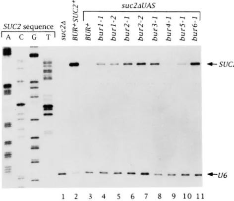 FIGURE 1 test for growth on the indicated plates. Photographs were taken after  2 days  of growth