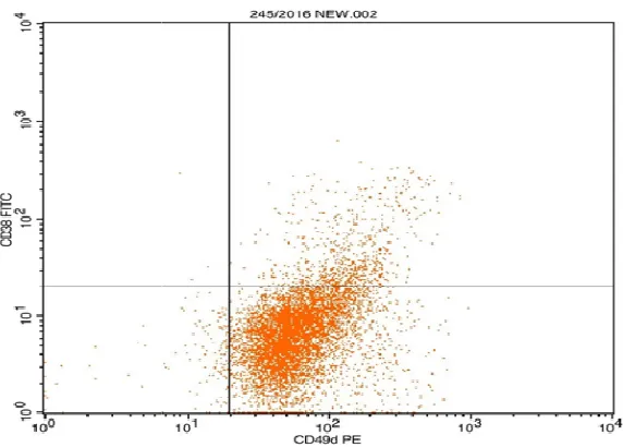 Fig. 1. CLL case with positive CD49d and CD38Fig. 1. CLL case with positive CD49d and CD38