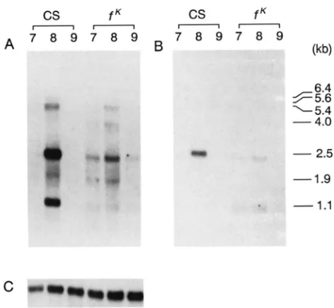 FIGURE 9.-The ""..I containing poly(A+) the 6.2-kb (C). days after egg laying; day for the 2.5-kb 1, profile of forked mRNAs infK flies