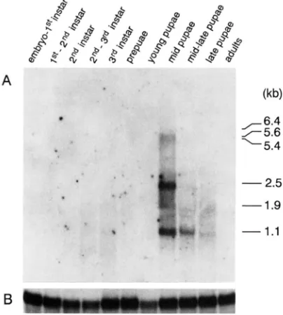 FIGURE 2.-Profile  of ila development. forked mRNA expression during Drosoph- (A) Ten micrograms of poly(A+) RNA, isolated 