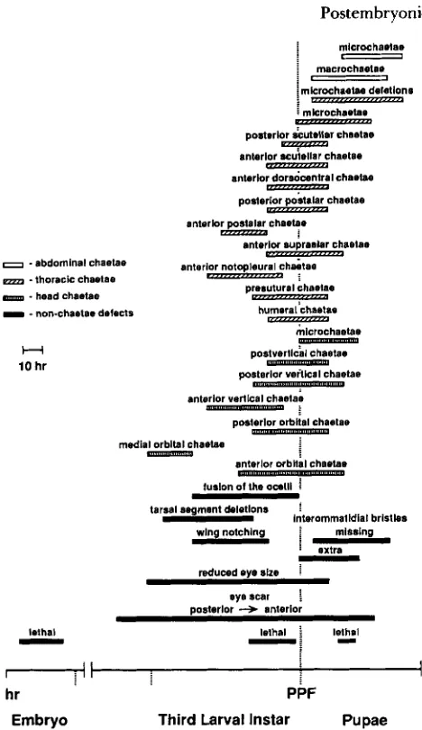 FIGURE 7.-Phenocritical periods for pulses are correlated with defects that are significantly more  severe bryonic development