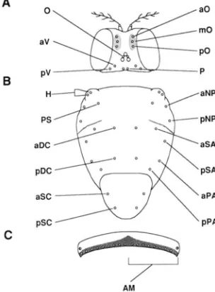 FIGURE 1 viability  fell or increased to sample. Endpoints for temperature-sensitive periods were deter- the fraction of (A) the abscissa  is the mean developmental age for the heat-treated mined by interpolation to define  the  approximate time at which l