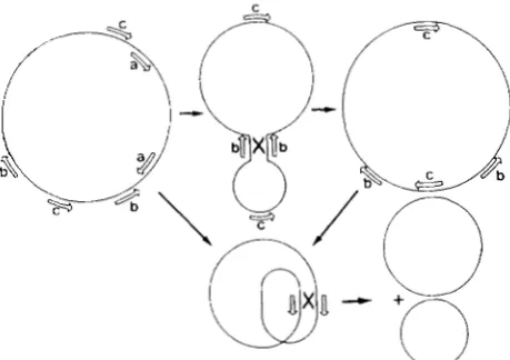 FIGURE 1 .-Generation combinations. The circular molecule represented on the left con- 