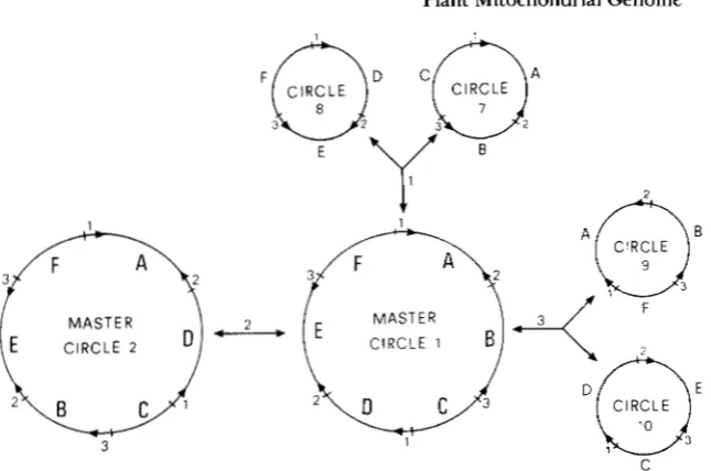 FIGURE 2.--Structure circle 1 and of the  different mole- 