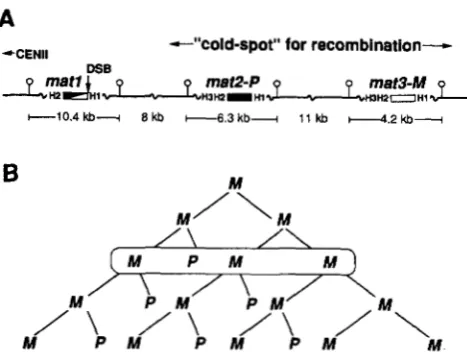 FIGURE I.-S. switching. (A) Mating-type region. 