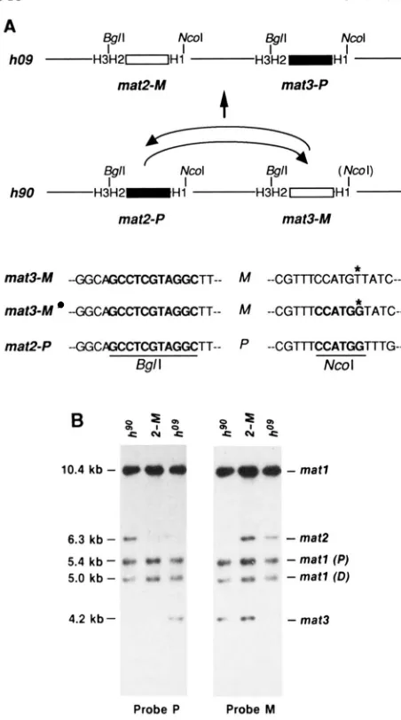 FIGURE 2.-Construction of the ho9 strain. (A) Construction of mat2-M  and  mat3-P cassettes