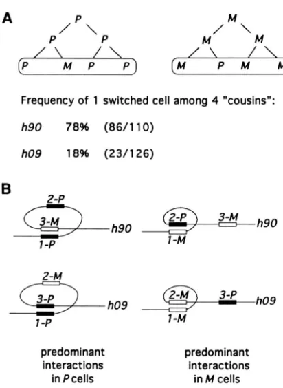 FIGURE 4.-1odine-staining notypes of hW and hW colonies and 