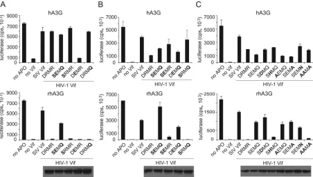 FIG. 2. The charge of the amino acids in SEMQ determines the ability to interact with rhA3G