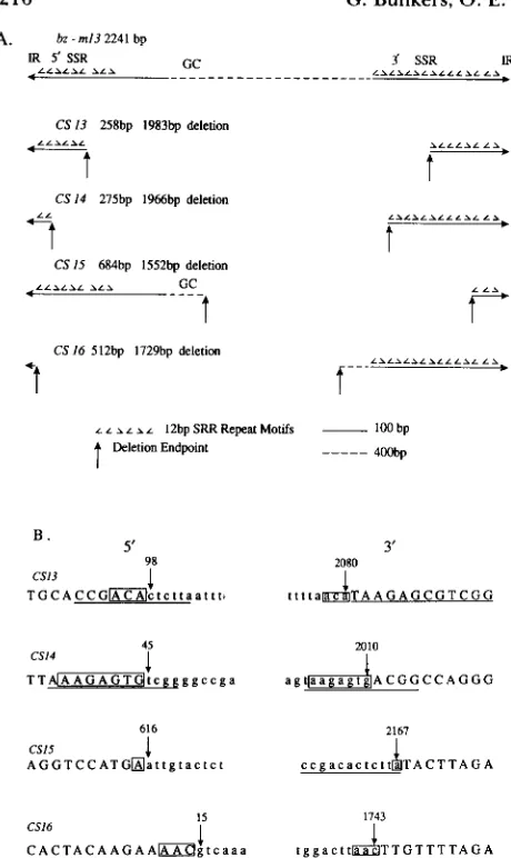 FIGURE 3.-Structure parative  purposes. sent  each 12-bp repeat  motif  and  indicate  relative orientation