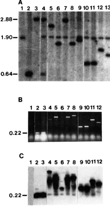 FIGURE 4.-Molecular  assays Blot approach. Genomic DNAs 