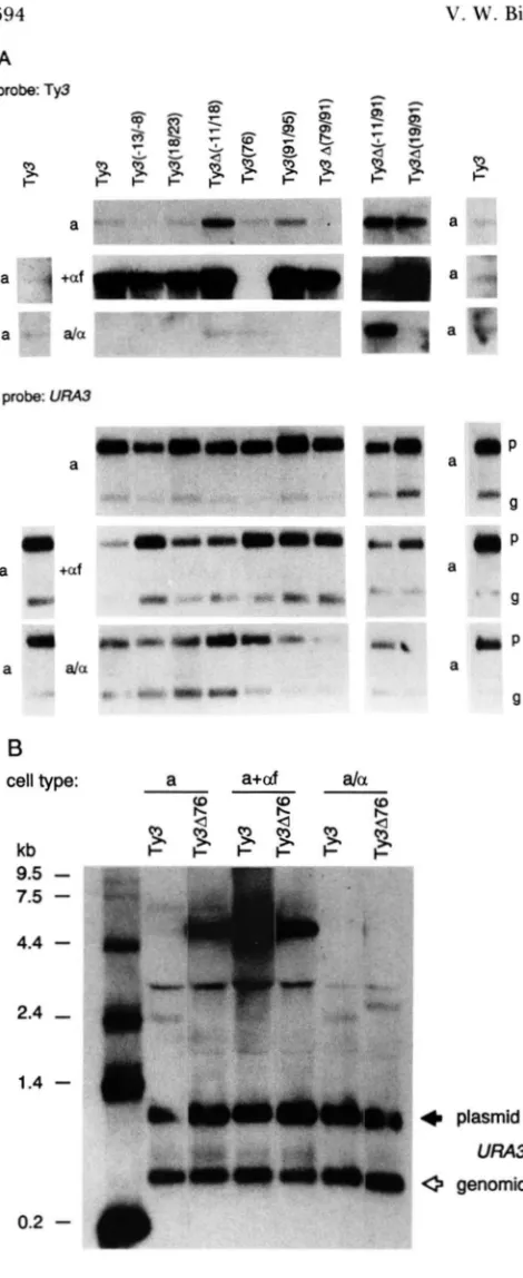 FIGURE 9.-Effect  of mids as indicated. The same blots were hybridized with a plasmid  (p) and  a smaller ala probe as a control