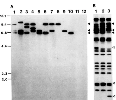 FIGURE  5.-Ty3-null strain construction.  Southern analysis of EcoRI-digested  genomic DNA from  isogenic yeast strains used in 