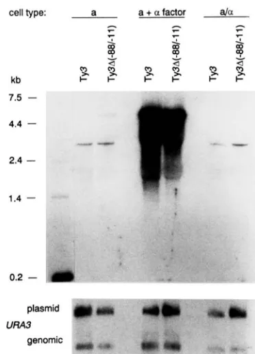 FIGURE 7.-Effect of a-factor-treated plasmid pVB192 Ty3 expression. Northern analysis hybridized with a hybridized with a radiolabeled Ty3 probe