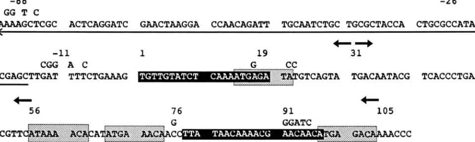 FIGURE 8.-DNA oligonucleotide-directed mutagenesis. The numbers above the nucleotide changes indicate the positions of restriction endonuclease cut sites