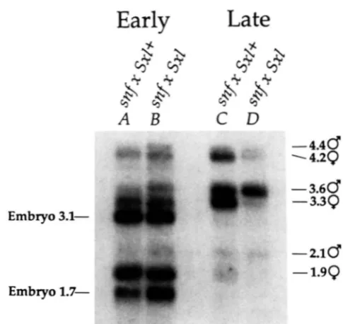 FIGURE type stock are used (data not shown). in the ''" 8-1 1 hr  after egg deposition, illustrating the lack of X Sxl'' Sxl males  fixed mutant embryos using a monoclonal antibody against all the SXL proteins
