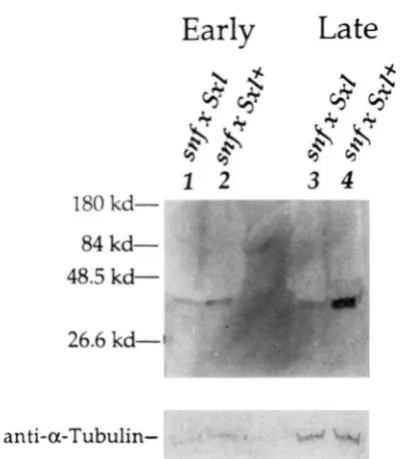 FIGURE 3.-The  early  and  late extracts  from  either  embryos in the  control  background  from  the control cross: embryos in the  snfmutant  background  from  the  cross: antibody against in control  and background: females (3) (8-1 the  55-kD  protein