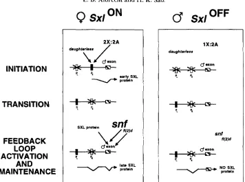 FIGURE 4.-Model - absent, and the primary transcripts from provided primary transcripts Initiation: (PL) transcripts from In addition to  the components of the XA ratio, transcription from the female-specific promoter requires  the presence of the maternal