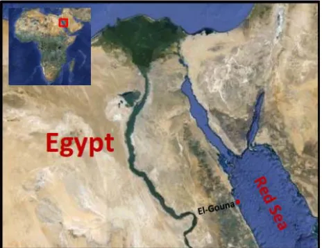 Figure 2. Egypt map showing the sponge sampling site (El- Gouna, Egypt) on Red sea (site is indicated by red arrow)