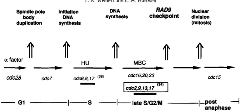 FIGURE 1 restrictive temperature (this paper; BOULET underlined kinase interdependent relationships are not shown