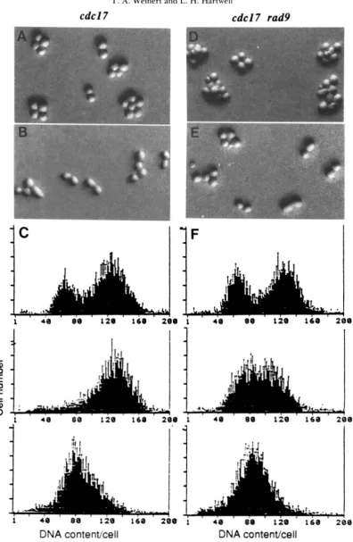 FIGURE 3.-Cell arrest  at 34". incubated at cycle arrest of cdcl7 and cdcl7  rad9 strains