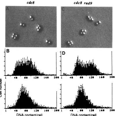 FIGURE 4.-Cell first cycle arrest  at cycle arrest of cdcd and cdcd rad9 strains. (A and B) cdcd; (C and D) cdcd rad9