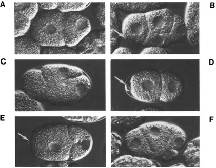 FIGURE 3.-Nomarski that  seen in (C)  and  compare  the  size Compare  the  relative  sizes (D) wild-type  hermaphrodites