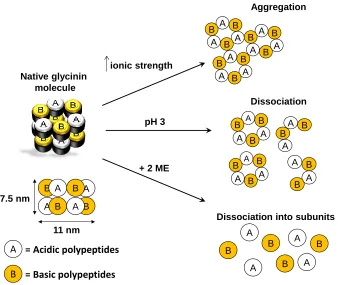 Figure 3.4. Schematic representation of soy glycinin changes under different physicochemical environments as discussed by Badley et al
