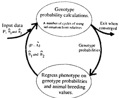 FIGURE 2.-An illustration of  the relationship  between pheno- type  and probability of  belonging  to  the  distribution expressing a positive effect